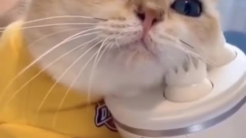 I like massage Cat Compilation Funny Video 2022 😍😂🤣