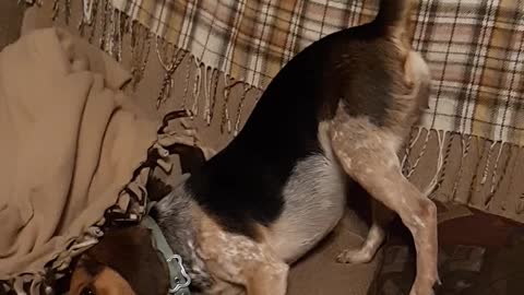 Beagle demands attention