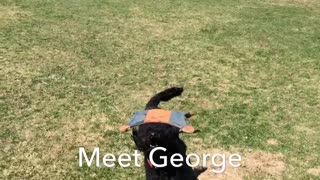 La increíble habilidad para saltar de George, el Labradoodle