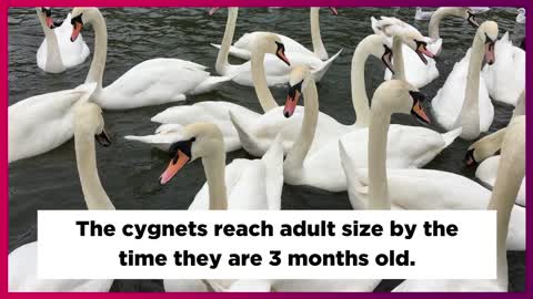 A collection of facts about Mute Swans