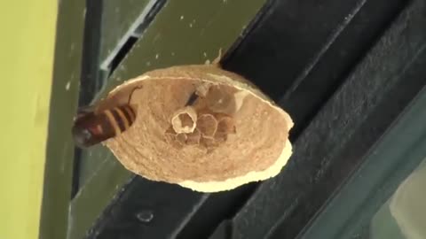 Stunning Footage of How A Hornet Creates Its Nest