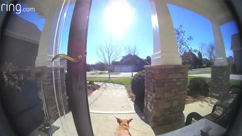 Watch How This Dog Uses a Ring Video Doorbell to G