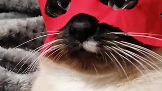 cute cat in a mask