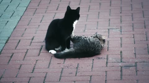 cats playing with each other