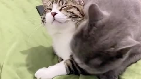 Funny animal video [funny animal video two cat romance]