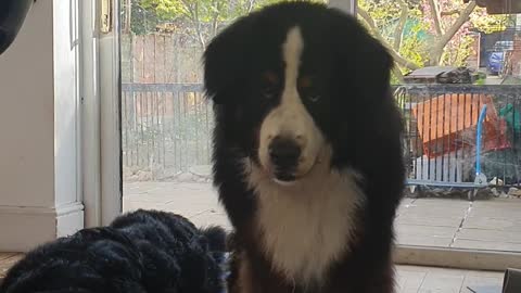 Hungry Bernese Mountain dogs are not happy dinner is late