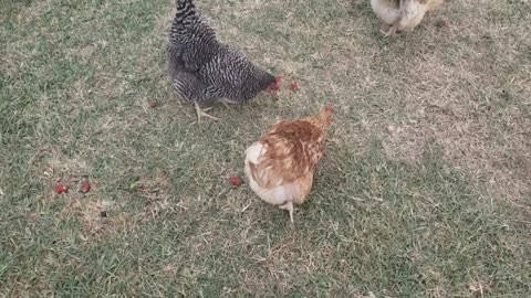 Chickens getting a treat