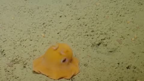 Dumbo Octopus, which is known as the deepest living octopus species in the mysterious hadal depths.