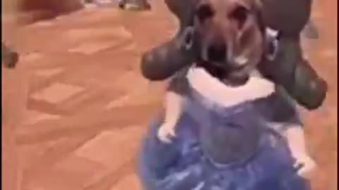 CARAMELO DOG DANCING