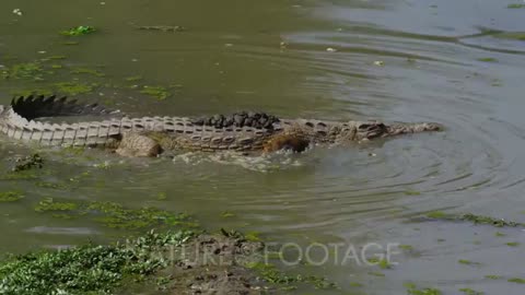 Edited Video Decor Sequence Of Various African Crocodiles_Cut.mp4