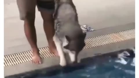 Husky Getting Nervous at His 1st Swimming Lesson