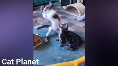 The best trained cats of all time? This is amazing