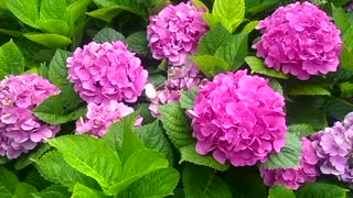 Pretty pink flowers in the garden