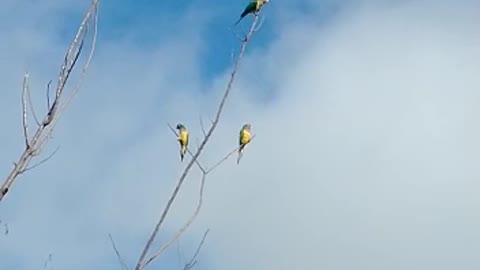 birds singing 2
