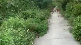 Bike ride through nature park