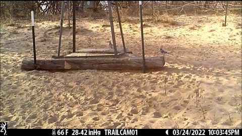 Game Cam 3-20-27-2022