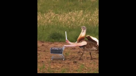 funny birds video funvideos