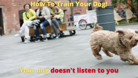 How To Train Your Dog... Your dog doesn't listen to you