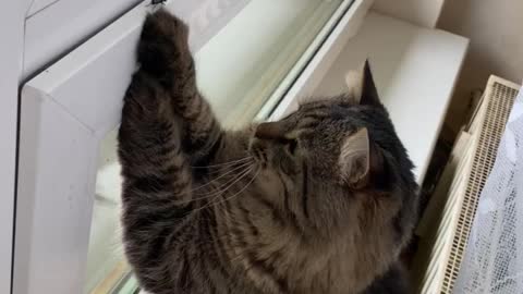 Cat against a fly.
