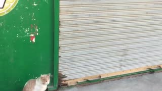 A Cat Waiting For The Shop Owner