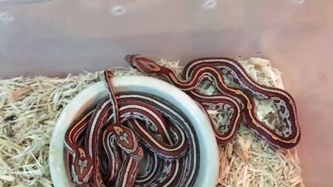 How to Take Care of a Corn Snake _ Pet Snakes.