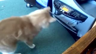 Funny cat - look what he done