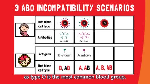 [Quick Guide] How does blood type (ABO) incompatibility affect pregnancies? Part 1