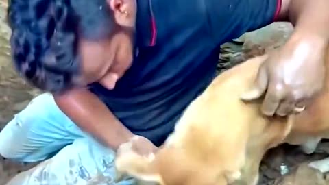 A Turk Helps A Dog Find Her Pups After Massive Earthquake