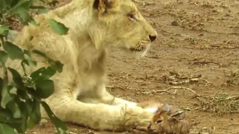 Lion Save Baby Impala From Cheetah Hunting | Lion vs Cheetah vs Impala l