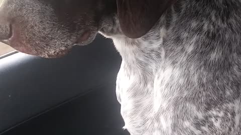 Wait for it..... German Shorthaired Pointer sleeping in car