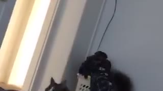 Cat jumps while trying to catch feather in bed