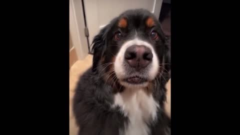 Funny dog video!!!