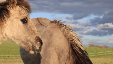 Horses are so Cute! Compilation cute moment #2