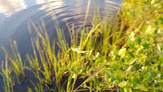 Trapped Seaturtle * Morning Moment