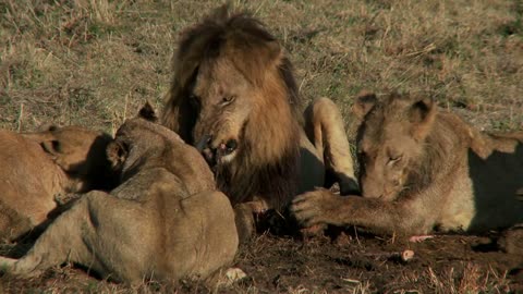 Pride Of Lions Eating 2