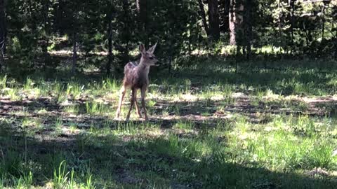 Baby Fawn Calling for Mom