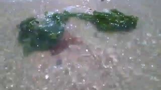 3 sargaços verdes recebendo as ondas do mar, filmado na beira da praia [Nature & Animals]