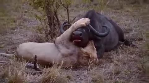 Most Amazing Wild Animal Attacks Lion vs Buffalo Big Battle Animals Fight