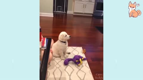 Funny Dog Video 😂🐶