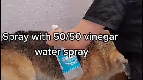 How to groom a German Shepherd - Goes Viral