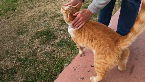 Ginger cat with collar is asking for love in the park