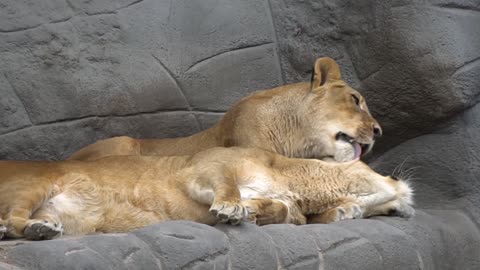 lion licks human - lion licks - lion licks camera - lion licks warthog - lion licks wound
