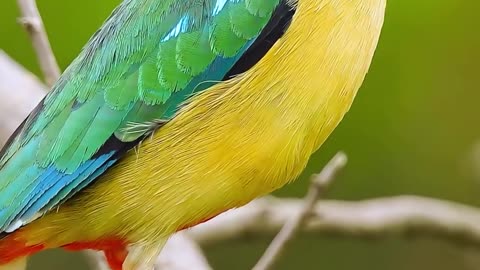 Beautiful bird world wildlife natur video