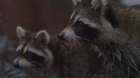 Baby Raccoon - A Playful Adventure