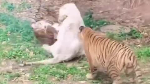 Tigr fighting skills