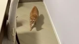 Cat is clear