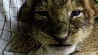 Adorable lion cub cuddled to sleep