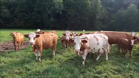 Kids_Cow_Video_|_With_Mooring_Sound_Without_Music_