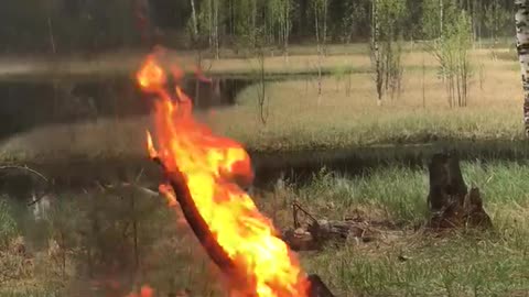 This is the most relaxing sound in the forest 🔥