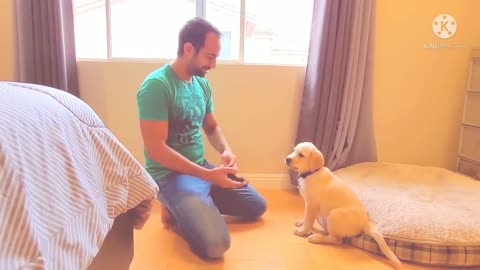 Labrador puppy learning and performing training commands | Dog showing all training skills